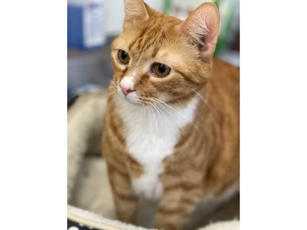 Domestic Short Hair CAT Male Orange and White 2832 Petland Norwin, PA