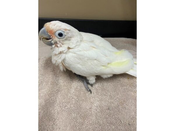 Goffin Cockatoo-BIRD---2829-Petland Norwin, PA