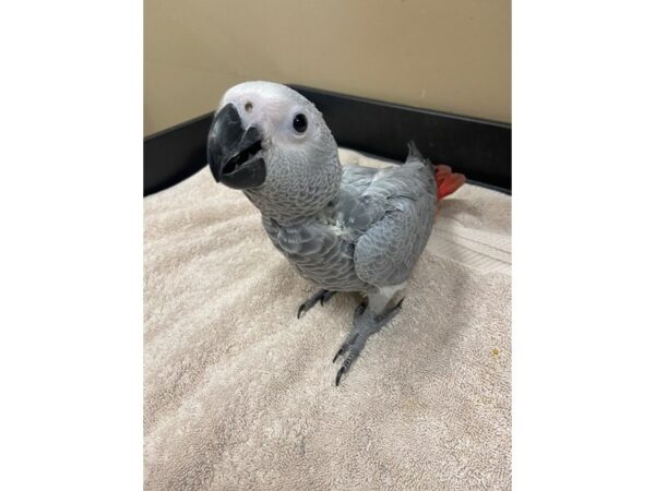 African Congo Grey BIRD 2828 Petland Norwin, PA