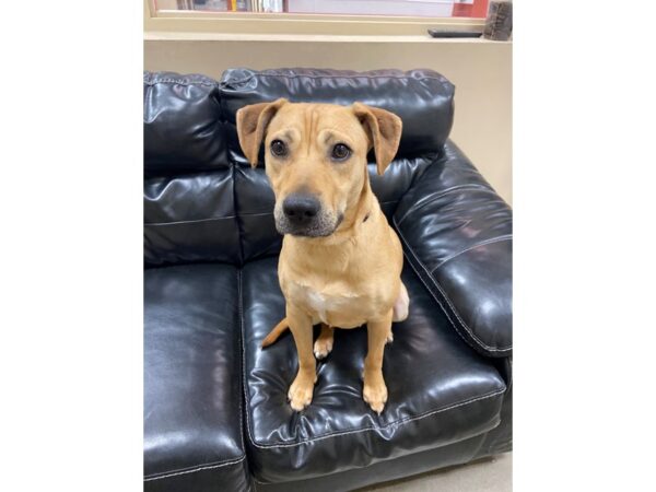 Pit/Lab Mix DOG Female Tan 2888 Petland Norwin, PA