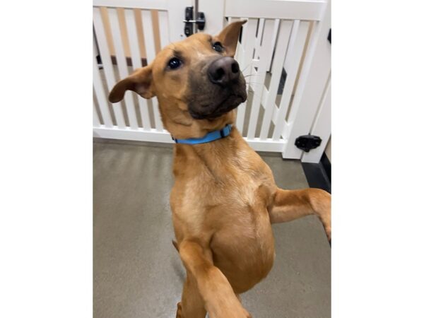 German Shepherd Mix DOG Male Tan 2874 Petland Norwin, PA