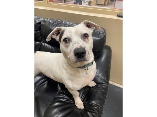 Basset Hound Mix-DOG-Male-White and Black-2882-Petland Norwin, PA