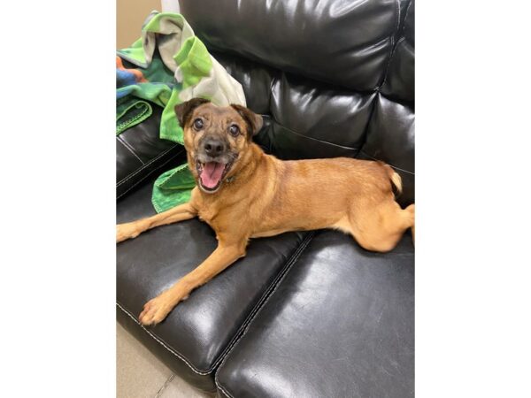 AAP Jack Russell Mix-DOG-Male-Tan and Brown-2890-Petland Norwin, PA