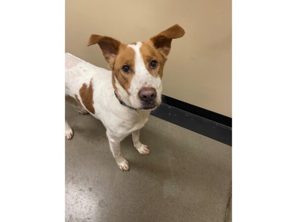 Hound Mix DOG Male White and Brown 2885 Petland Norwin, PA