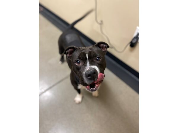 AAP Terrier Mix-DOG-Female-Black and White-2892-Petland Norwin, PA