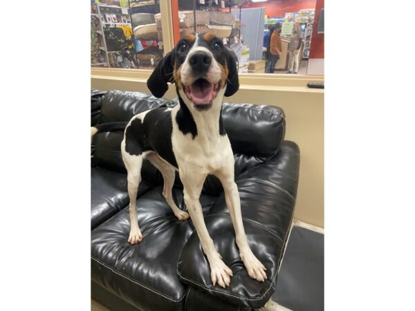 Hound Mix DOG Male White and Black 2893 Petland Norwin, PA