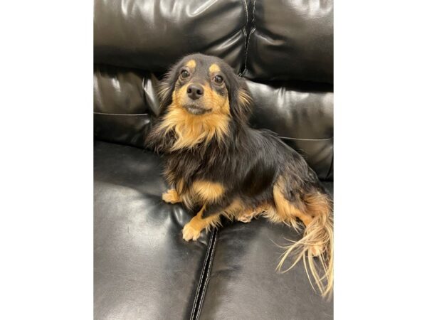 Chihuahua Mix-DOG-Female-Black and Tan-2889-Petland Norwin, PA