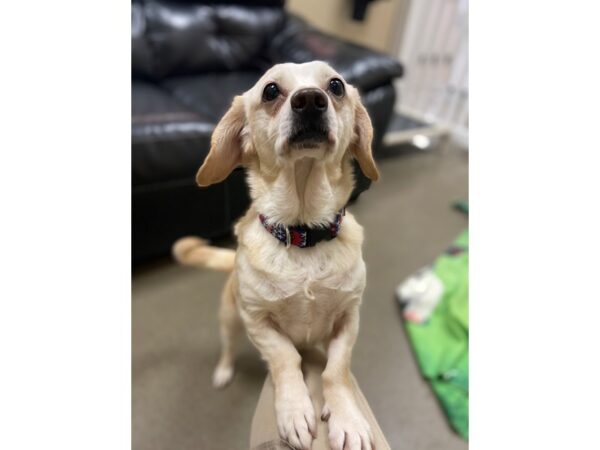 AAP Jack Russell Mix-DOG-Female-White-2877-Petland Norwin, PA