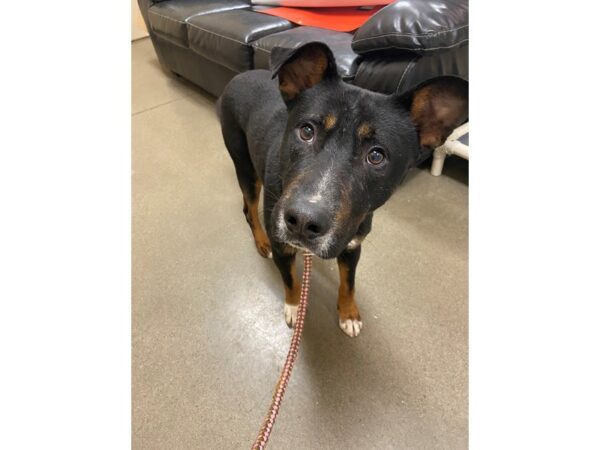 German Shepherd Mix DOG Male Black 2873 Petland Norwin, PA