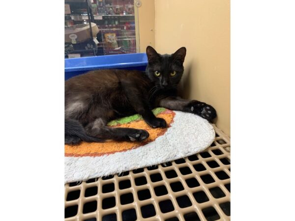 Domestic Short Hair CAT Male Black 2864 Petland Norwin, PA