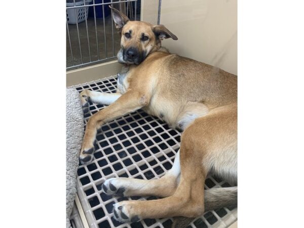 German Shepherd Mix DOG Female Brown 2876 Petland Norwin, PA