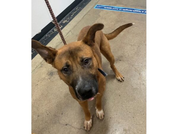 German Shepherd Mix DOG Male Brown and Tan 2875 Petland Norwin, PA