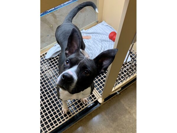 Pit Bull Mix DOG Female Black and White 2886 Petland Norwin, PA