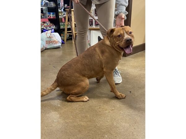 Pit Bull Mix DOG Male Tan 2879 Petland Norwin, PA