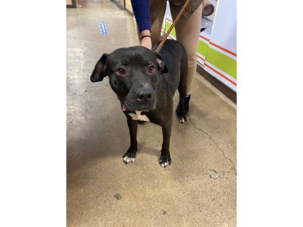 Pit Bull Mix DOG Male Black and White 2880 Petland Norwin, PA