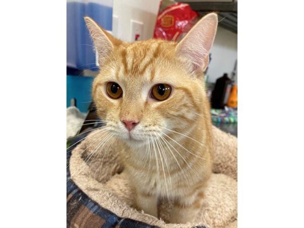 Domestic Short Hair CAT Male Orange and White 2913 Petland Norwin, PA