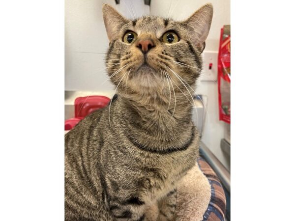 Domestic Short Hair CAT Male Black and Grey 2910 Petland Norwin, PA