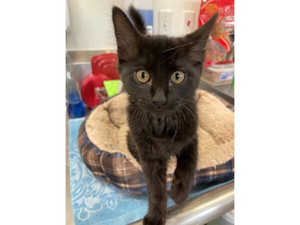 Domestic Medium Hair CAT Male Black 2901 Petland Norwin, PA