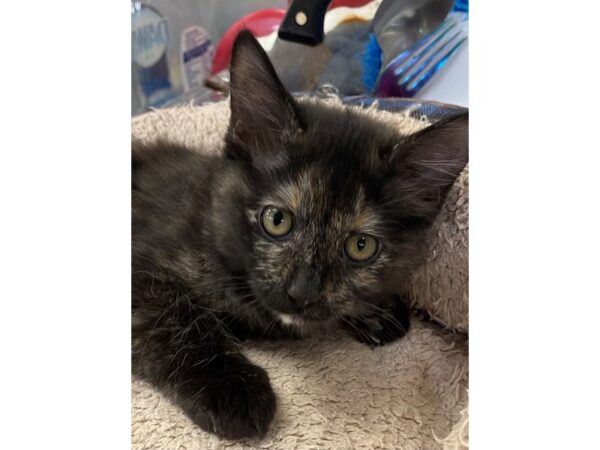 Domestic Short Hair CAT Female Tortoiseshell 2900 Petland Norwin, PA