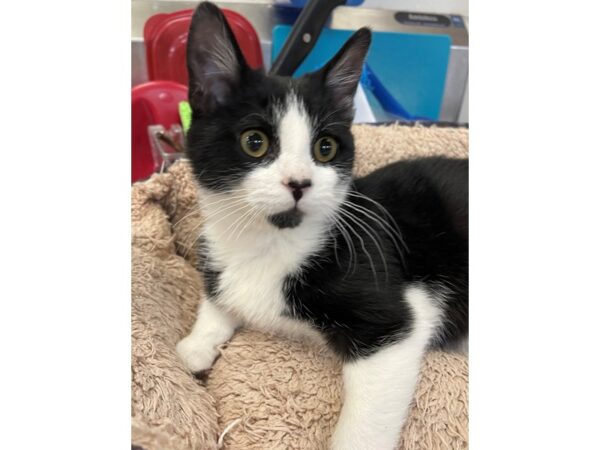 Domestic Short Hair CAT Male Black and White 2895 Petland Norwin, PA