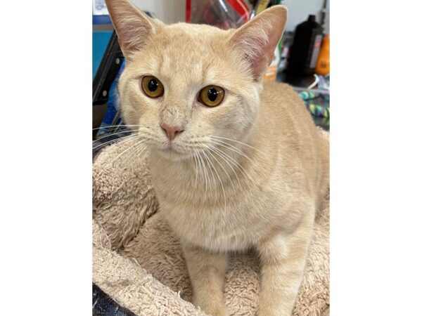 Domestic Short Hair CAT Male Buff and White 2914 Petland Norwin, PA