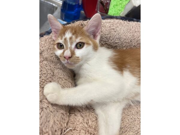 Domestic Short Hair CAT Male Orange and White 2902 Petland Norwin, PA