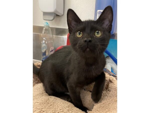 Domestic Short Hair CAT Male Black 2899 Petland Norwin, PA