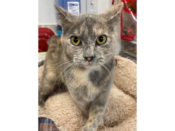 Domestic Short Hair CAT Female Cream and Grey 2916 Petland Norwin, PA