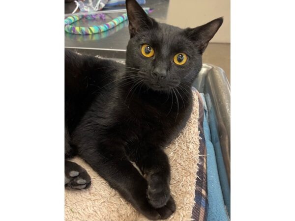 Domestic Short Hair CAT Male Black 2915 Petland Norwin, PA