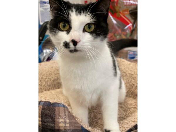 Domestic Short Hair CAT Female Black and White 2907 Petland Norwin, PA