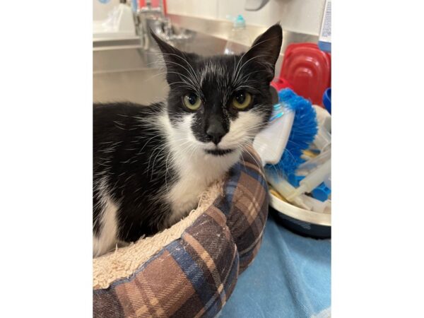 Domestic Short Hair CAT Female Black and White 2908 Petland Norwin, PA