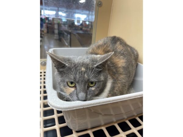 Domestic Short Hair CAT Female Tortoiseshell 2912 Petland Norwin, PA