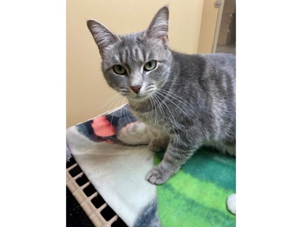 Domestic Short Hair CAT Female Grey 2909 Petland Norwin, PA