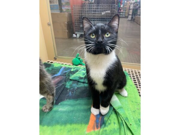 Domestic Short Hair CAT Female Black and White 2918 Petland Norwin, PA