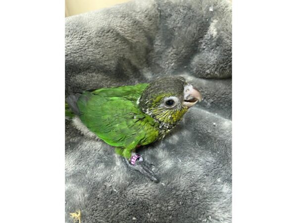 Black Capped Conure BIRD 2925 Petland Norwin, PA