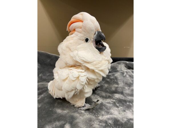 Moluccan Cockatoo BIRD Female 2920 Petland Norwin, PA