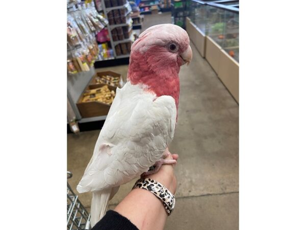 Lutino Rosebreasted Cockatoo BIRD Female 2926 Petland Norwin, PA