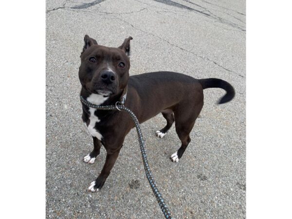 Pit Bull Terrier Mix DOG Female Black and White 2947 Petland Norwin, PA