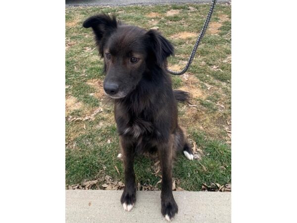 Collie Mix DOG Male Black 2946 Petland Norwin, PA