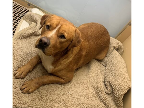 Boxer Mastiff-DOG-Male-Tan and White-2936-Petland Norwin, PA