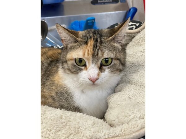 Domestic Short Hair CAT Female Calico 2927 Petland Norwin, PA