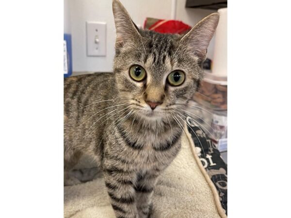 Domestic Short Hair CAT Female Black and Tan 2928 Petland Norwin, PA