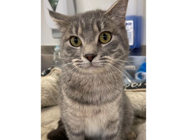 Domestic Short Hair CAT Male Grey and White 2931 Petland Norwin, PA