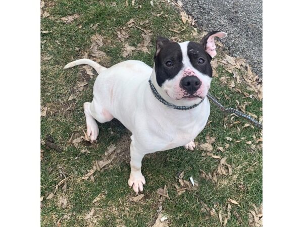 Pit Bull Terrier Mix-DOG-Female-Black and White-2951-Petland Norwin, PA