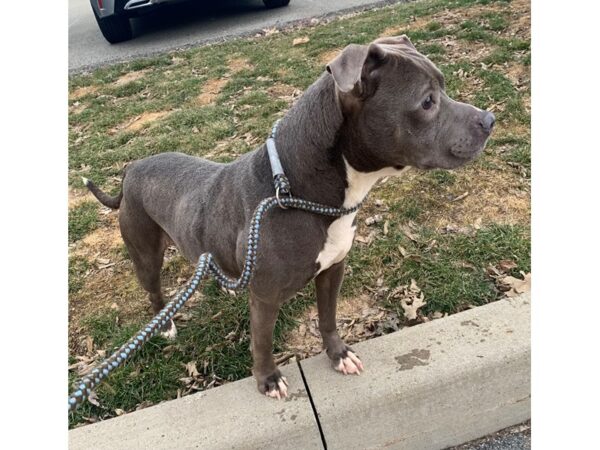 Pit Bull Terrier Mix-DOG-Female-Grey and White-2952-Petland Norwin, PA