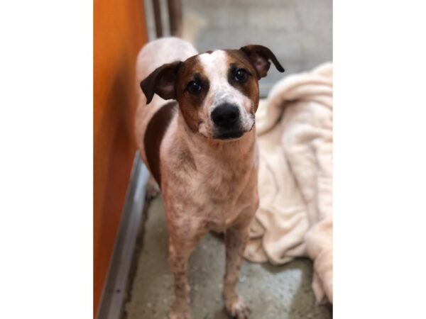 Hound Mix-DOG-Male-Tricolor-2937-Petland Norwin, PA