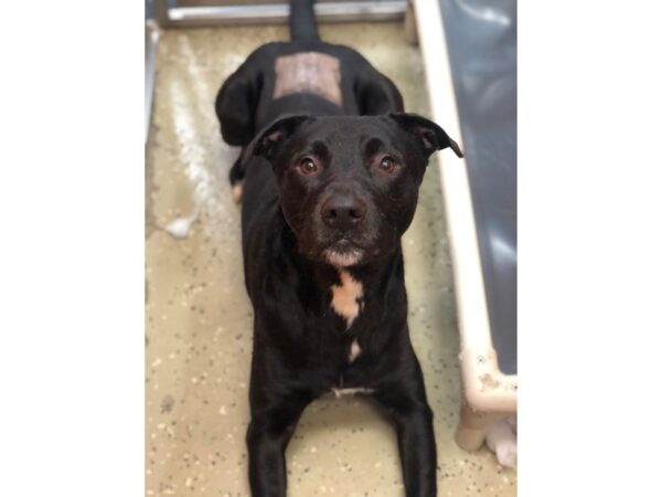 Pit Bull Mix-DOG-Male-Black-2938-Petland Norwin, PA