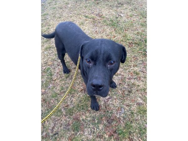 Pit Bull Terrier Mix DOG Male Black 2949 Petland Norwin, PA