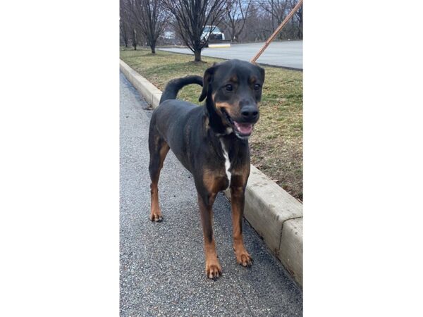 Hound Mix-DOG-Male-Black and Tan-2942-Petland Norwin, PA