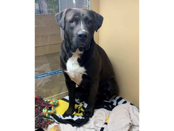 Boxer Mastiff-DOG-Male-Black and White-2943-Petland Norwin, PA